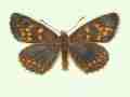 Melitaea athalia female (aberrant form physiodina) (Internet Image property of respective owner, non-commercial use only)